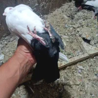 سینه دمبی دم سفید شمعک تخت