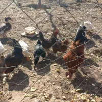 معاوضه خروس محلی ارگانیک بزرگ با بوقلمون ماده