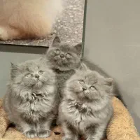 بچه گربه برتیش بلو|گربه|تهران, تهرانسر مرکزی|دیوار