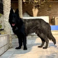 ژرمن بلک اصیل یک ساله