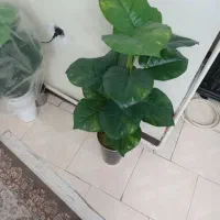 گل خارجی|گل مصنوعی|پاکدشت, پاکدشت (مامازند)|دیوار