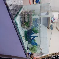 اکواریم نونو با تمام وسایل