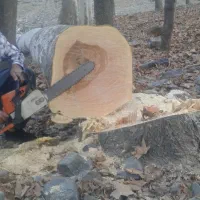 چوب|خدمات باغبانی و درختکاری|کاشان, راوند|دیوار