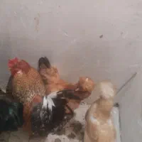 دوتا خروس پا پر