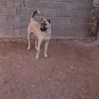 واگذاری سگ سرابی دو ساله  مجله دارم