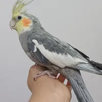 اسباب بازی سخنگو جهت معاوضه با وسایل یا ...