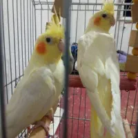 طوطی عروس دارم معاوضه می کنم با قناری نر|پرنده|الوند, |دیوار