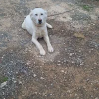 سلام دوتا سگ نرو ماده