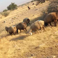 35 راس میش ترکی بختیاری آبستن|حیوانات مزرعه|کازرون, |دیوار