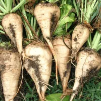 چغندر برای دام