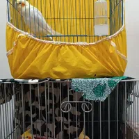 جفت عروس هلندی و تکی