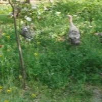 بوقلمون ماده تخمگذار و جوان