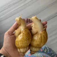 حلزون