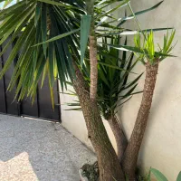 فروش درخت یوکا سالم وبزرگ