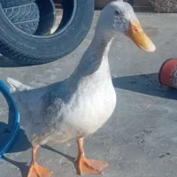 یک غاز ماده