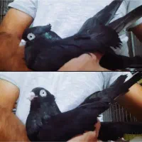 سیاه ابادانی