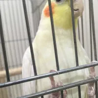 یک جفت عروس هلندی|پرنده|سبزوار, قصبه شرقی|دیوار