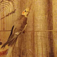 عروس هلندی نر