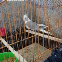 گمشده در محدوده ناظرآباد.دوروز پیش|پرنده|بجنورد, |دیوار