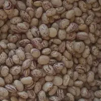 لوبیا چیتی