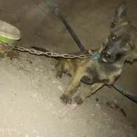 واگذغری ماده پاکوتاه|سگ|بم, |دیوار