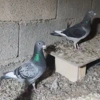 نرو ماده قره ای از خون قوی و درجه یک|پرنده|برازجان, |دیوار