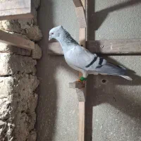 کبوتر|پرنده|محمدیه-قزوین, |دیوار