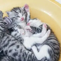 واگذاری رایگان