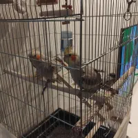 عروس هلندی نر