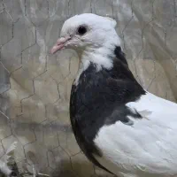 طوقی