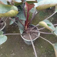 گل فیلودندرون بزرگ|گل و گیاه طبیعی|اطاقور, |دیوار