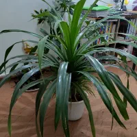 پاندانوس بزرگ