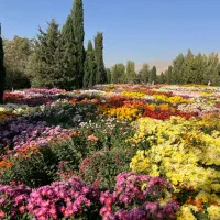 حمل بارشماتا۴۰۰کیلوتاشیرازمشهدوهمه شهرها۴میلیونتمن