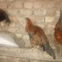 خروس محلی