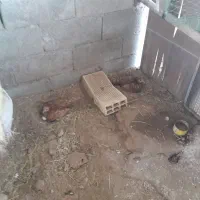 مرغ وخروس سیبرایت
