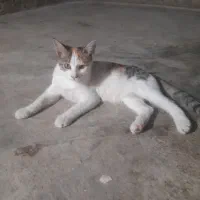گربه سه ماهه|گربه|علی‌آباد کتول, |دیوار