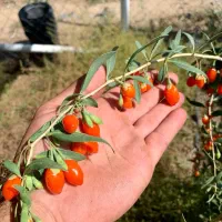 رویال نهال(فروش تخصصی نهال های میوه کمیاب درشیراز)