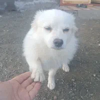 فروش|سگ|رودان, |دیوار