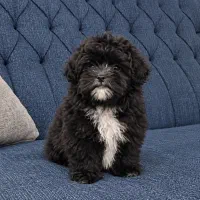 واگذاری توله سگ مالتیپو مشکی سفید