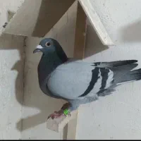 جوجه سبز مسافتی پلاکی