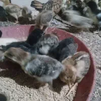 جوجه مرغ وخروس محلی|حیوانات مزرعه|زاوه, |دیوار