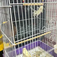 مرغ مینا سخنگو|پرنده|اهواز, نادری|دیوار