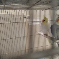 لوتینو ماده آماده