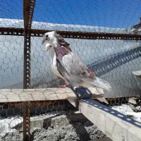 کفتر درجه یک