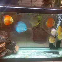 ماهی دیسکس و آکواریوم شرکتی شیشه خم