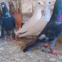 کفتر آلمانی