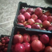 انار درجه یک صورتی|خوردنی و آشامیدنی|قم, شهرک فاطمیه|دیوار