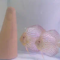 ماهی جفت دیسکس پیژن چکربورد