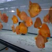 دیسکس|ماهی|صباشهر, |دیوار