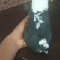 تعدادی کبوتر|پرنده|جیرفت, |دیوار